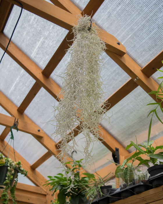 XL Tillandsia Usneoides 'Spanish Moss' - Clump