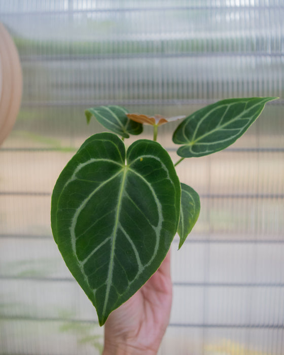 Anthurium 'Dorayaki x Dressleri' - 2"