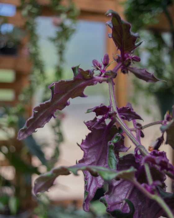 Gynura Aurantiaca 'Purple Passion' - 4"