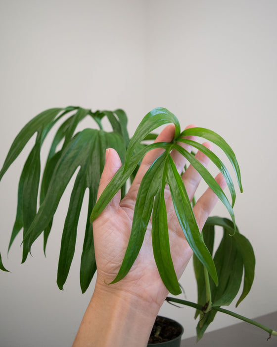 Amydrium Zippelianum - 4"