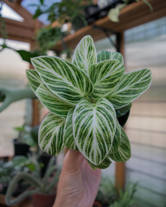 Philodendron 'White Measure' - 4"