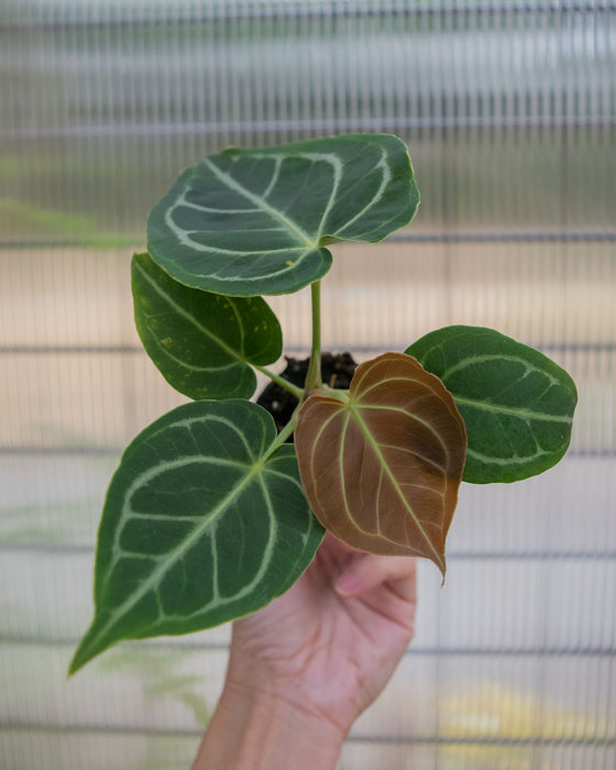 Anthurium 'Dorayaki x Dressleri' - 2"