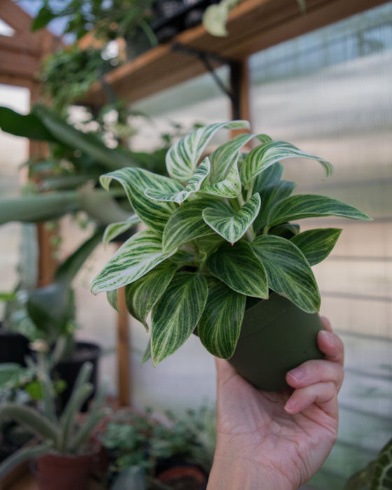 Philodendron 'White Measure' - 4"