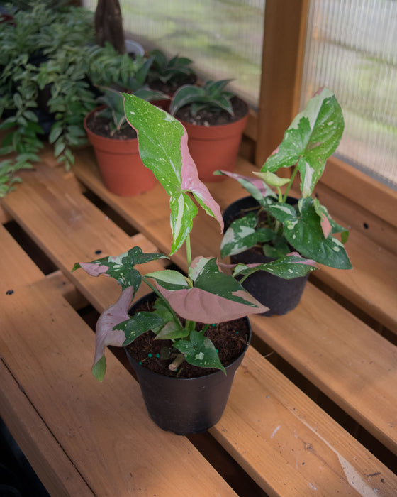 Syngonium 'Red Spot Tricolor' - 4"