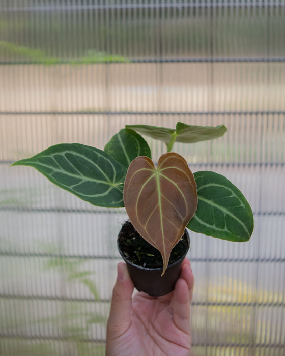 Anthurium 'Dorayaki x Dressleri' - 2"