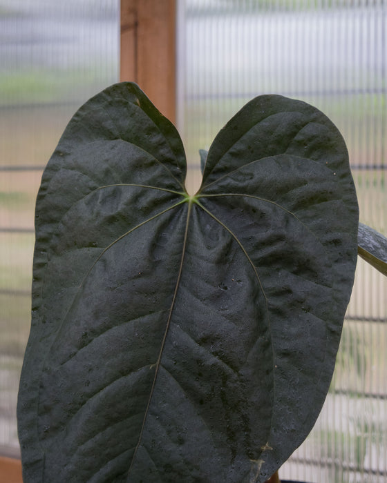 Anthurium 'Queen of Hearts' - 6" (Pick Up Only)