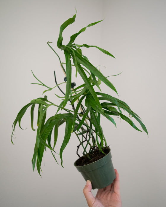 Amydrium Zippelianum - 4"