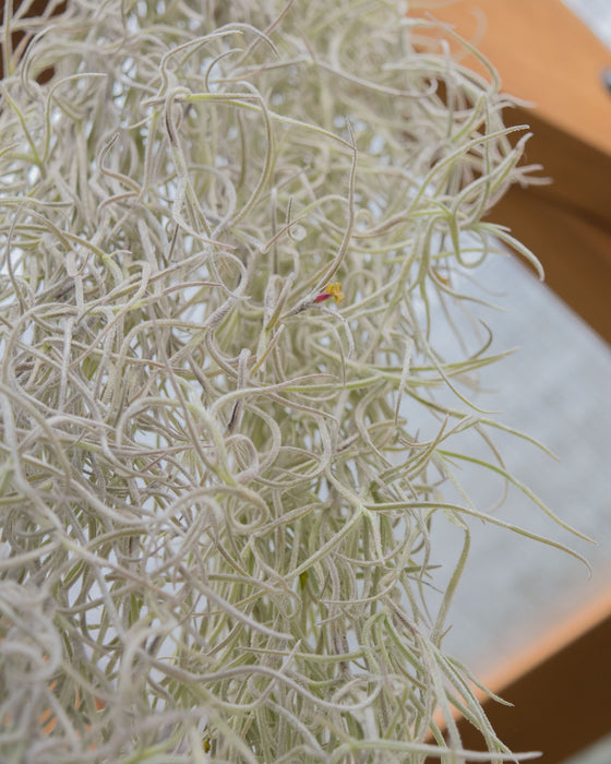 XL Tillandsia Usneoides 'Spanish Moss' - Clump