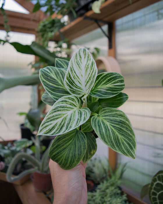 Philodendron 'White Measure' - 4"