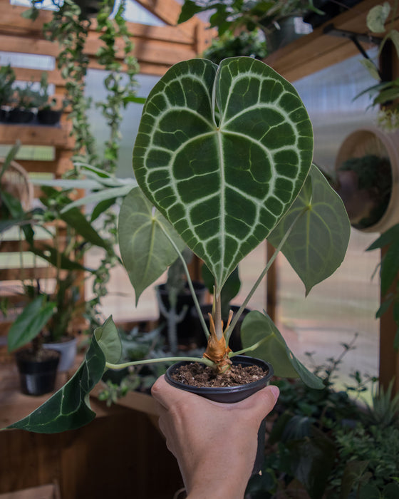 Anthurium Clarinervium - 4"