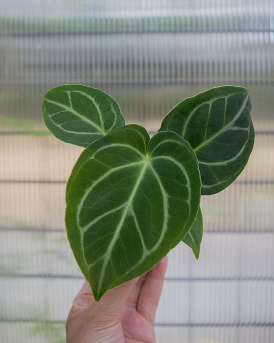 Anthurium 'Dorayaki x Dressleri' - 2"