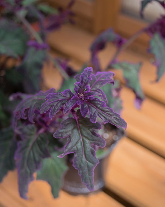 Gynura Aurantiaca 'Purple Passion' - 4"