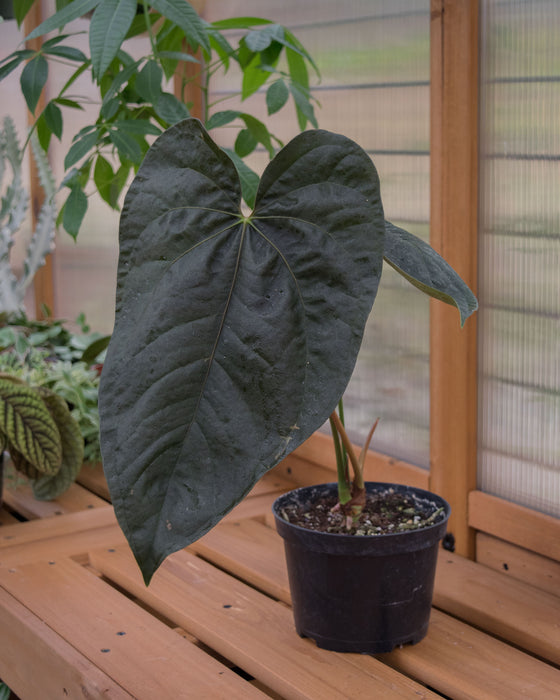 Anthurium 'Queen of Hearts' - 6" (Pick Up Only)