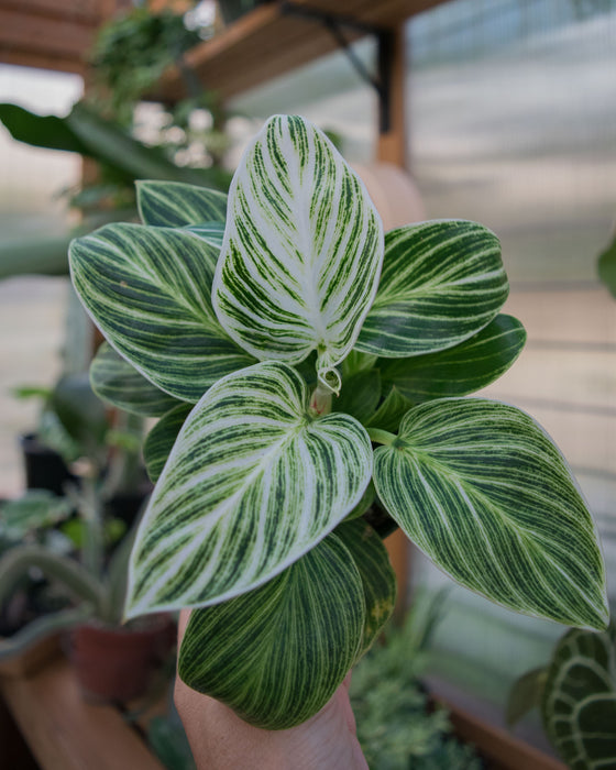 Philodendron 'White Measure' - 4"