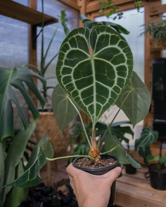 Anthurium Clarinervium - 4"