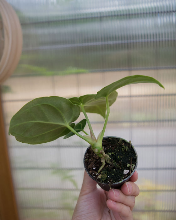 Anthurium 'Dorayaki x Dressleri' - 2"