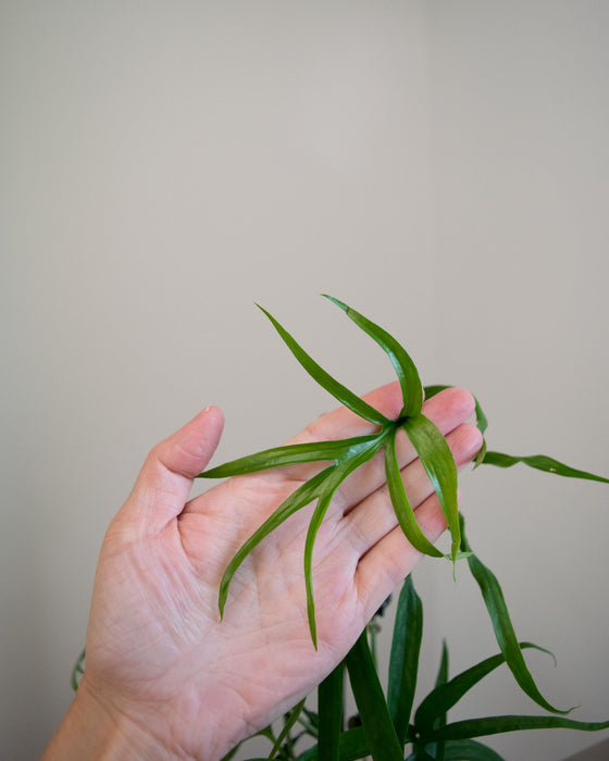 Amydrium Zippelianum - 4"