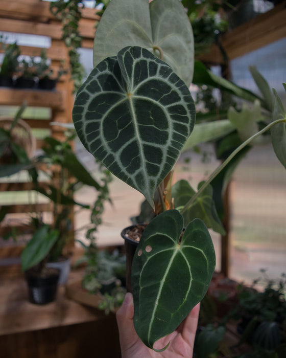 Anthurium Clarinervium - 4"