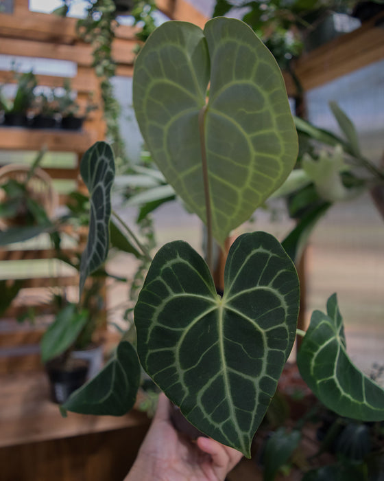 Anthurium Clarinervium - 4"