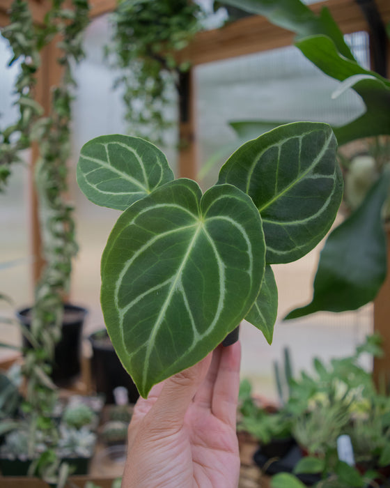 Anthurium 'Dorayaki x Dressleri' - 2"