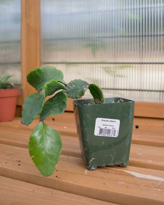 Rhipsalis Elliptica - 4"
