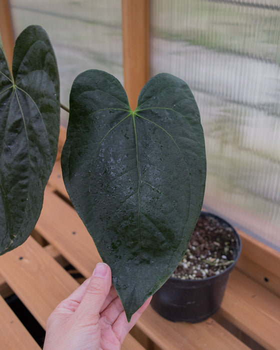 Anthurium 'Queen of Hearts' - 6" (Pick Up Only)
