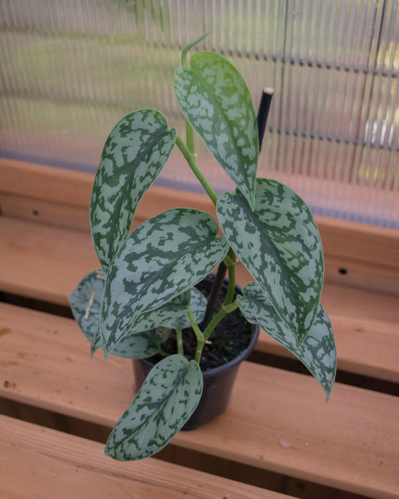 Scindapsus Pict. 'Silver Lady' - 4"