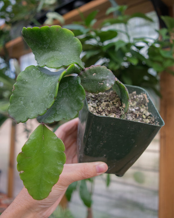 Rhipsalis Elliptica - 4"