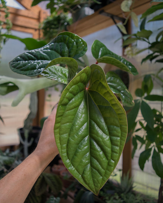 Anthurium 'Radicans x Luxurians' - 4"
