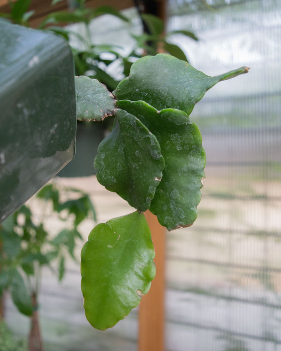 Rhipsalis Elliptica - 4"