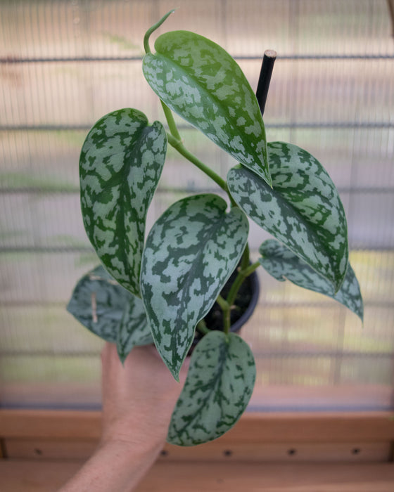 Scindapsus Pict. 'Silver Lady' - 4"