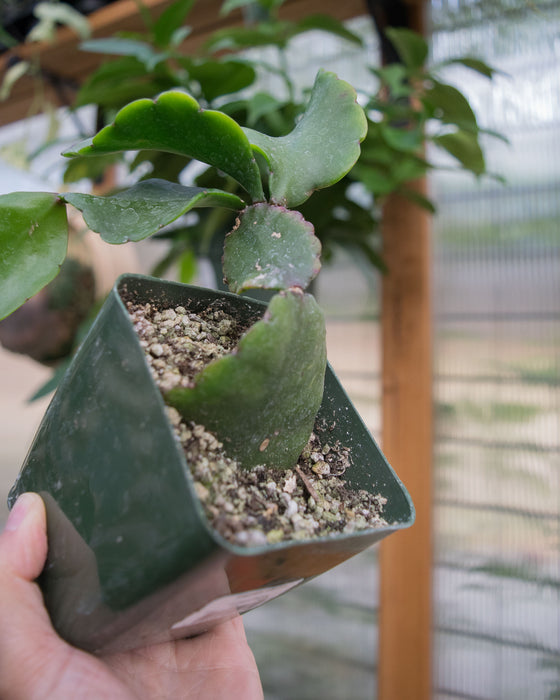 Rhipsalis Elliptica - 4"