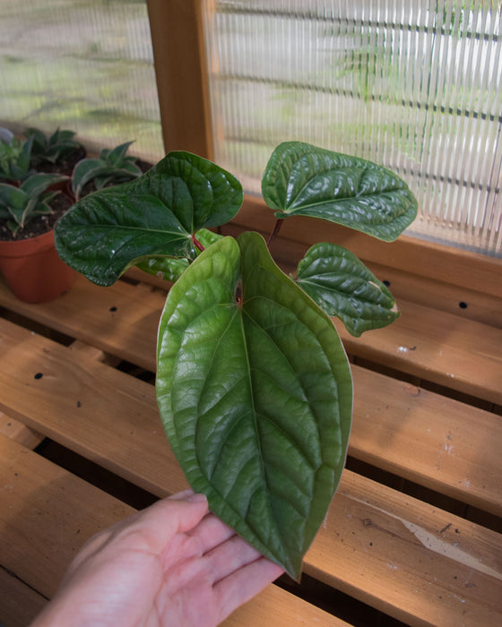 Anthurium 'Radicans x Luxurians' - 4"