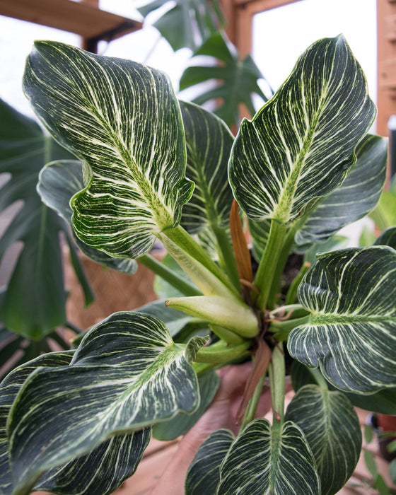 Philodendron 'Birkin' - 6" (Pick Up Only)(SALE)