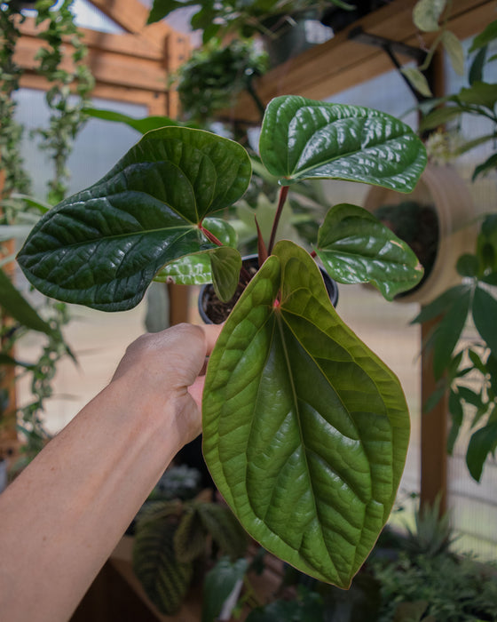 Anthurium 'Radicans x Luxurians' - 4"