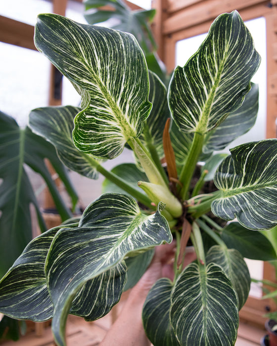 Philodendron 'Birkin' - 6" (Pick Up Only)(SALE)