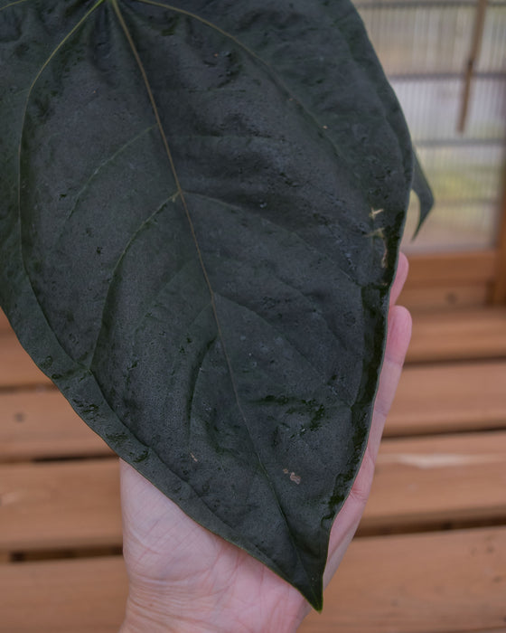 Anthurium 'Queen of Hearts' - 6" (Pick Up Only)