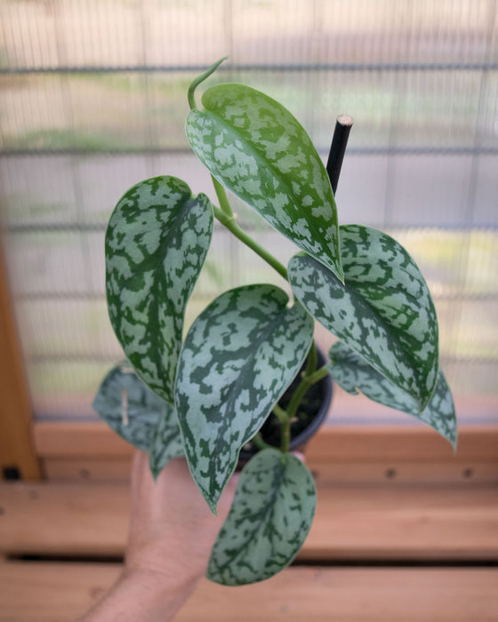 Scindapsus Pict. 'Silver Lady' - 4"