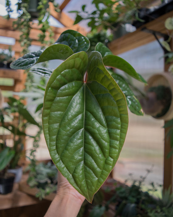 Anthurium 'Radicans x Luxurians' - 4"