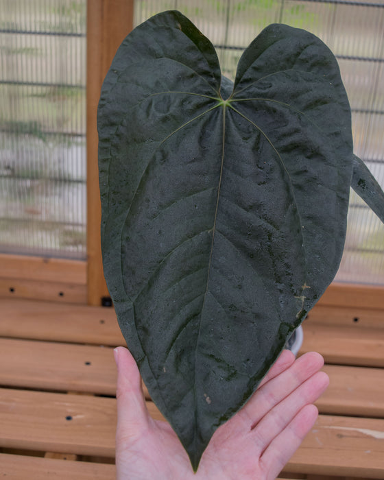 Anthurium 'Queen of Hearts' - 6" (Pick Up Only)