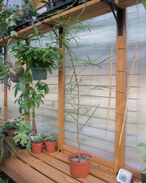 Brachychiton Rupestris 'Queensland Bottle Tree' - 6" (Pick Up Only)