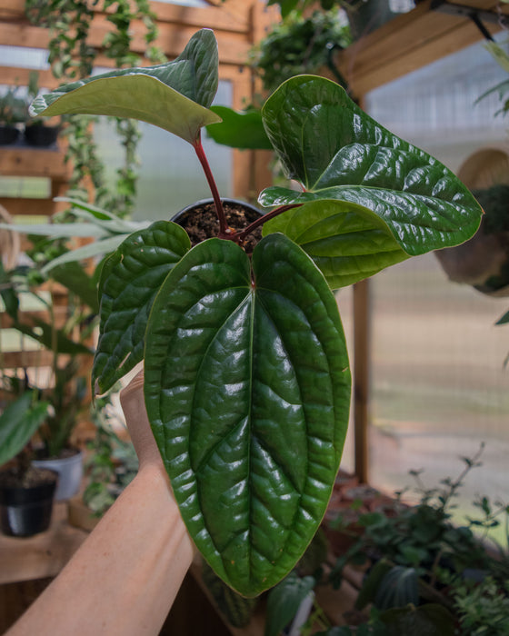 Anthurium 'Radicans x Luxurians' - 4"