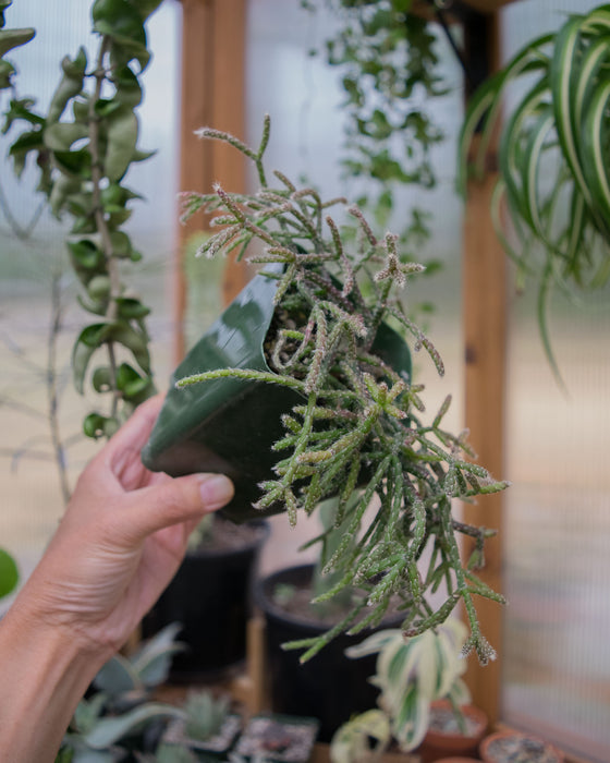 Rhipsalis 'Pilocarpa' (Hairy Stemmed) - 4" (SALE)