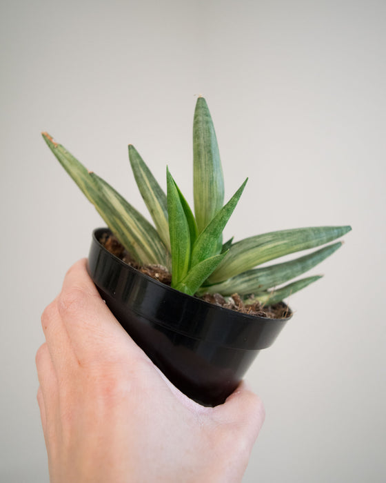 Sansevieria Clyindrical 'Boncel' Variegated - 4"