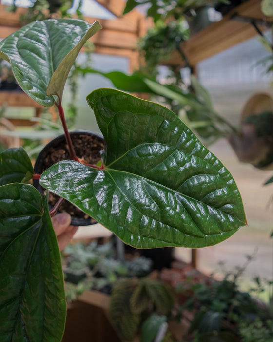 Anthurium 'Radicans x Luxurians' - 4"
