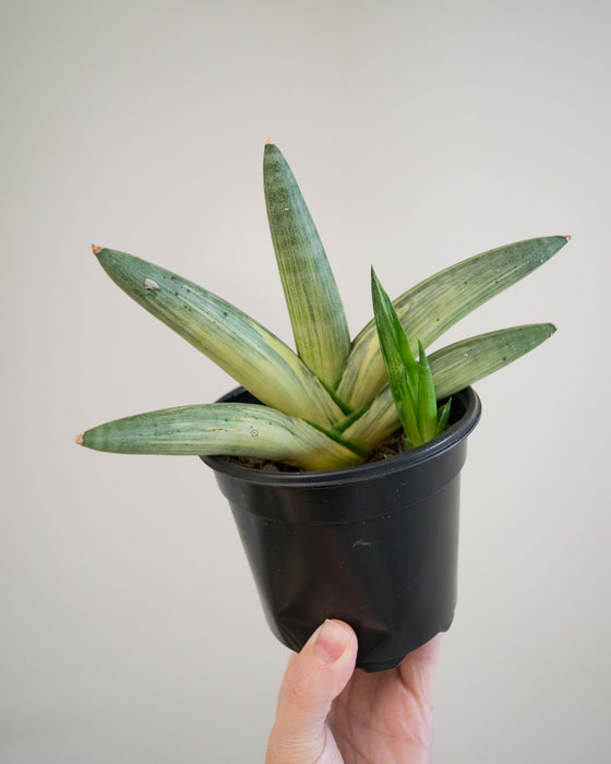 Sansevieria Clyindrical 'Boncel' Variegated - 4"