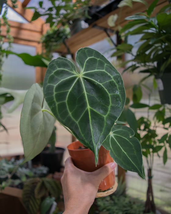 Anthurium Clarinervium - 4"