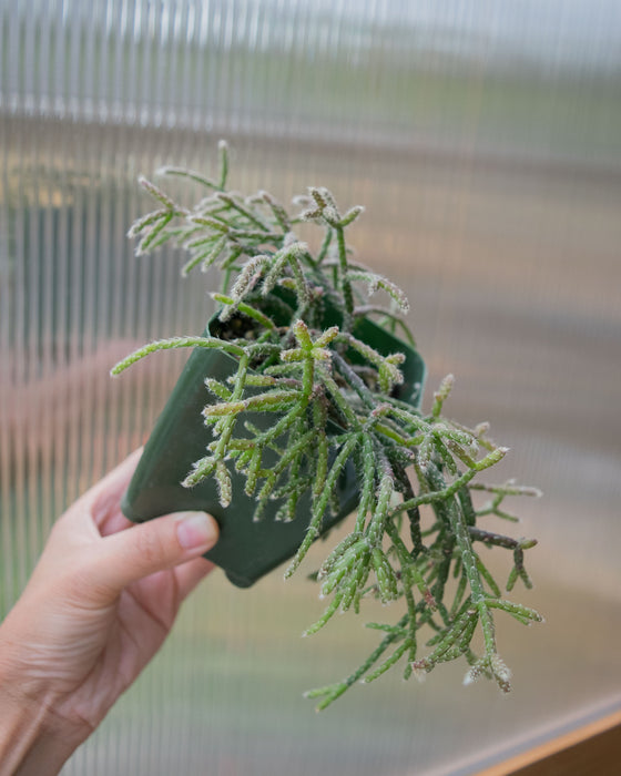 Rhipsalis 'Pilocarpa' (Hairy Stemmed) - 4" (SALE)