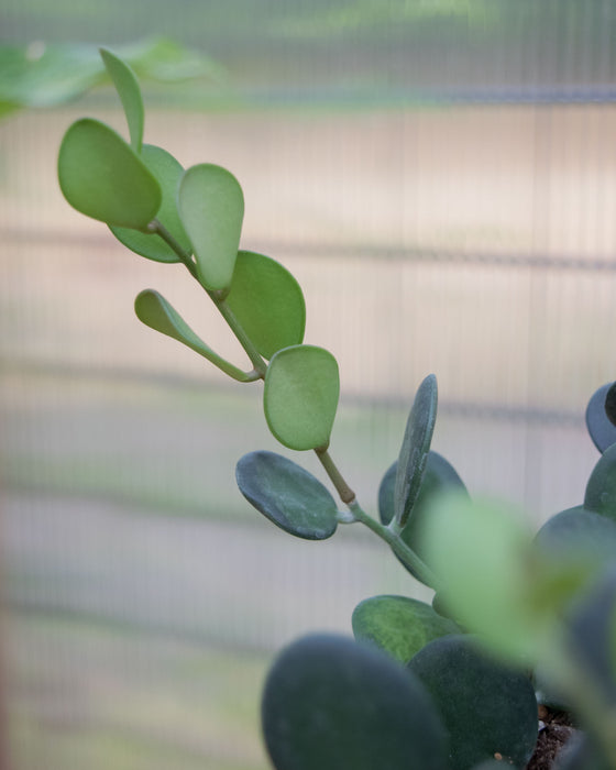 Xerosicyos Danguyi - 4"