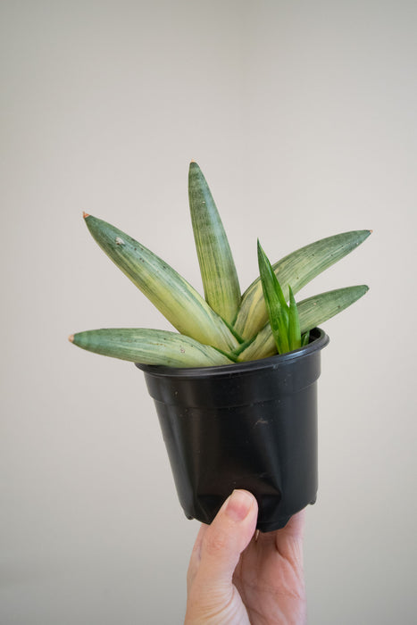 Sansevieria Clyindrical 'Boncel' Variegated - 4"